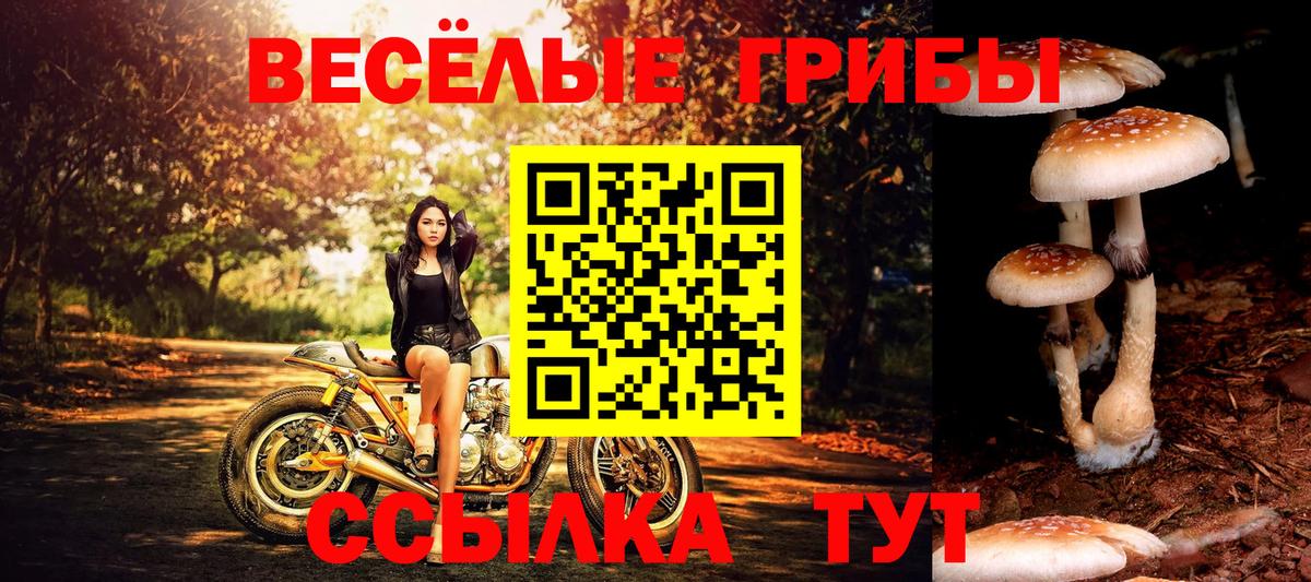 Псилоцибиновые грибы GOLDEN TEACHER Ярцево